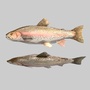 river sea fish x