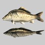 river sea fish 3d x