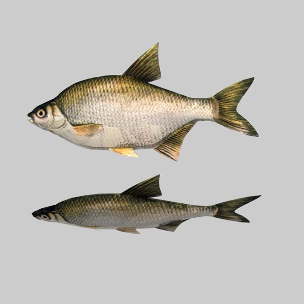 river sea fish 3d fbx - Fish Silver Bream by icreate