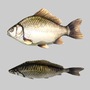 3d river sea fish