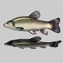 3ds max river sea fish