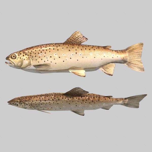 river sea fish ma - Fish Brown Trout by icreate