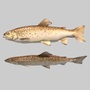 river sea fish ma