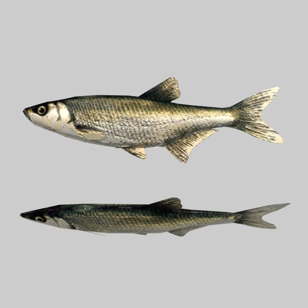 river sea fish 3d model - Fish Bleak by icreate