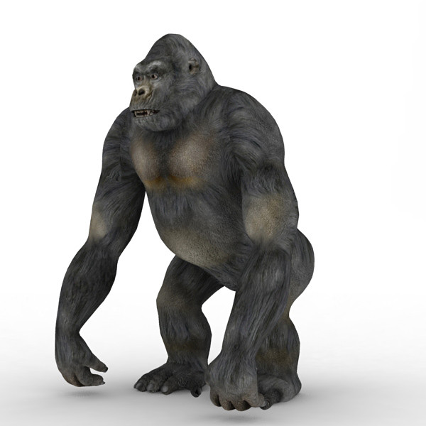 3d gorilla monkey model - Gorilla by 3d_Wanderer
