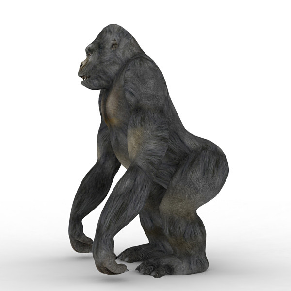 3d gorilla monkey model - Gorilla by 3d_Wanderer