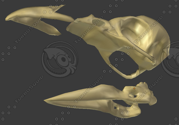 crow skull 3ds - Crow Skull by Chriswin2010