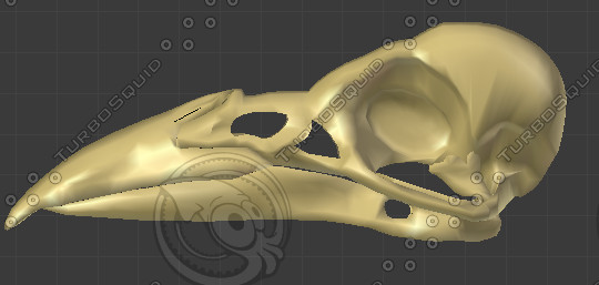 crow skull 3ds - Crow Skull by Chriswin2010