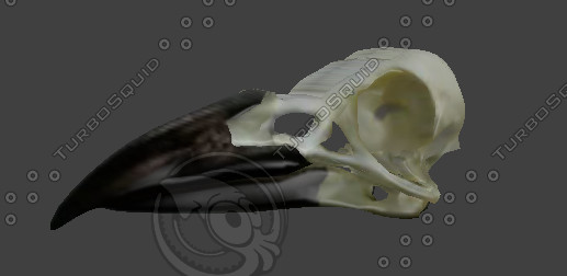 crow skull 3ds - Crow Skull by Chriswin2010