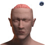 skull brain obj