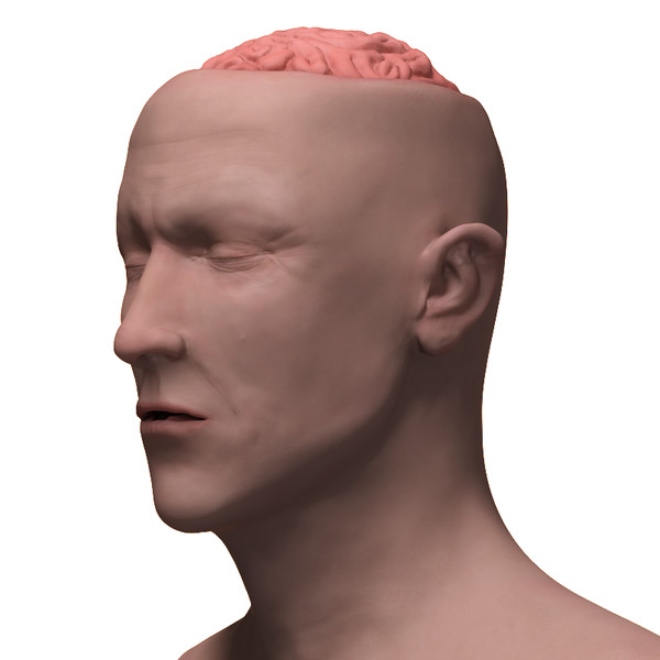 skull brain obj - Brain and Head... by PolyTron