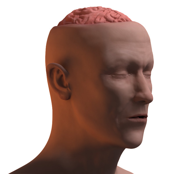 skull brain obj - Brain and Head... by PolyTron