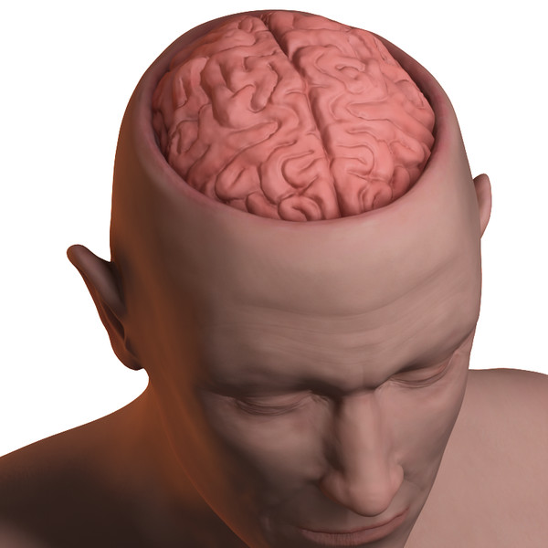 skull brain obj - Brain and Head... by PolyTron