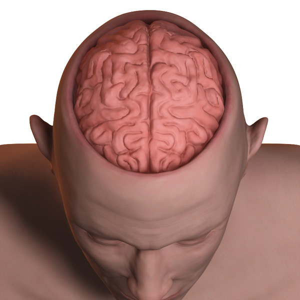 skull brain obj - Brain and Head... by PolyTron