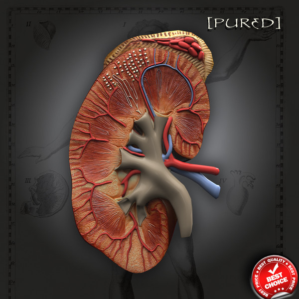 3d model kidney anatomy realistic - Kidney Anatomy - Realistic by hybridVFX