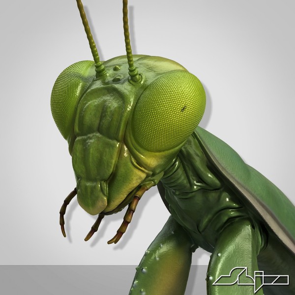 3d mantis religiosa - Mantis religiosa by shiva3d