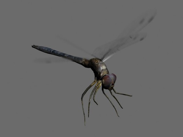 dragonfly character animation 3d max - DragonFly by 3dfer