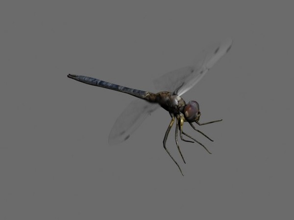 Dragonfly Character