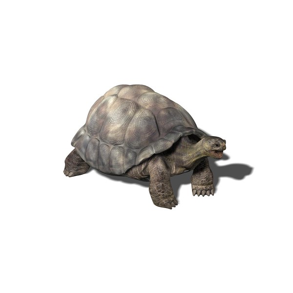 3dsmax galapagos tortoise - Tortoise by Massimo Righi