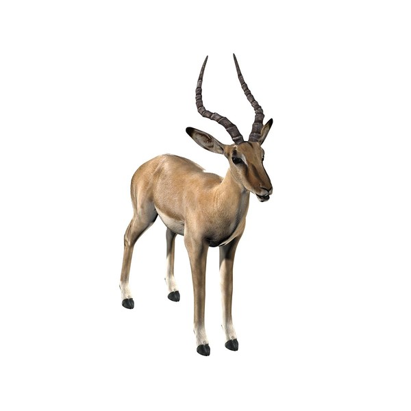 3d impala modeled model - Impala by Massimo Righi
