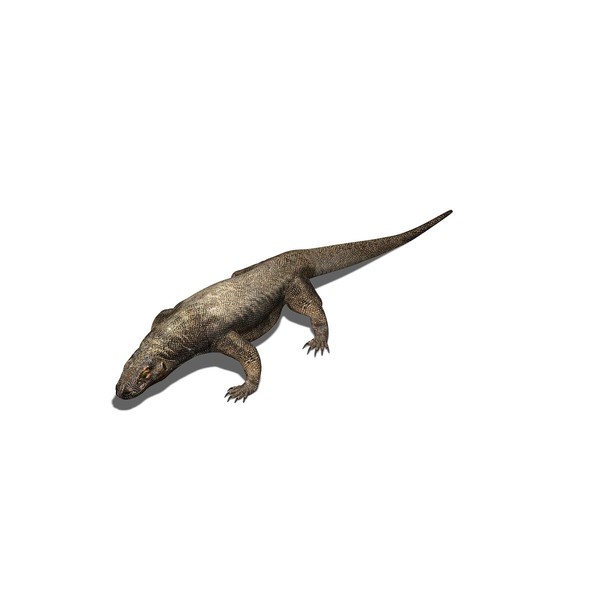 Komodo Dragon