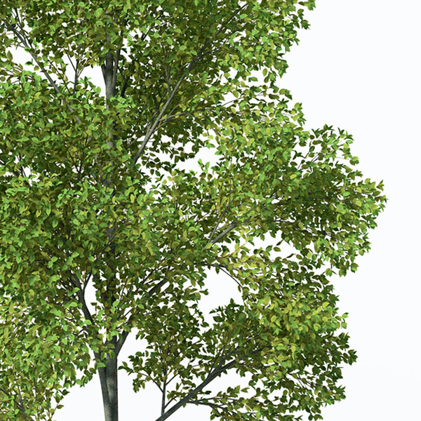 3ds max grey alder - XfrogPlants Grey Alder by xfrog