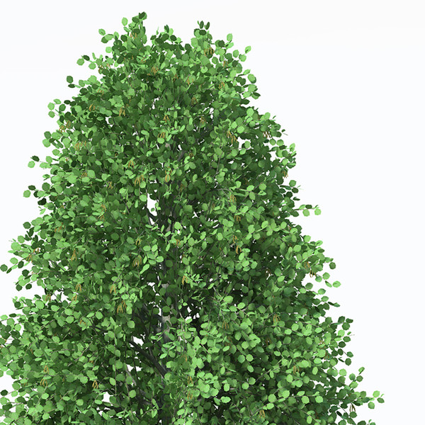 turkish hazel planted 3ds - XfrogPlants Turkish Hazel by xfrog
