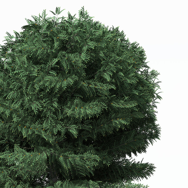 3d model cutleaf european beech europe - XfrogPlants Cutleaf European Beech by xfrog