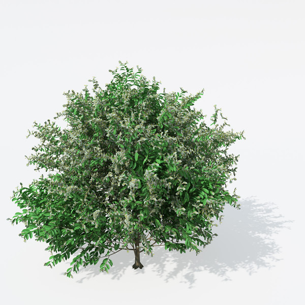 3d european fly honeysuckle europe model - XfrogPlants European Fly Honeysuckle by xfrog