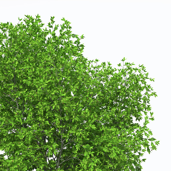 european hop hornbeam planting 3d 3ds - XfrogPlants European Hop Hornbeam by xfrog