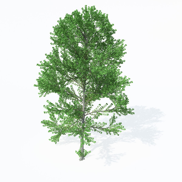 3dsmax european aspen europe - XfrogPlants European Aspen by xfrog