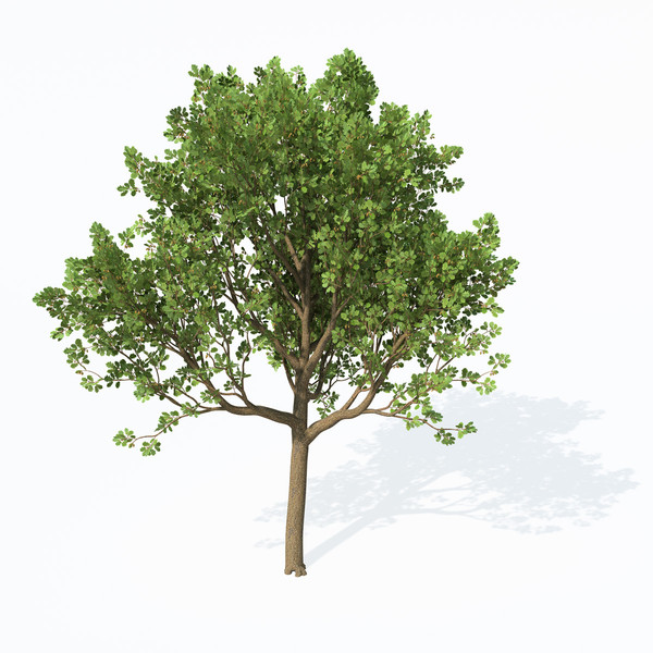 maya downy oak trees - XfrogPlants Downy Oak by xfrog