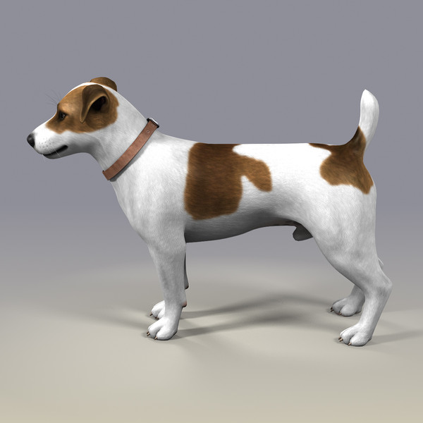 jack russell terrier fur 3d model - Dog,  Jack Russell Terrier, Fur by dmk76
