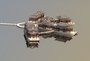 chinese 3d model
