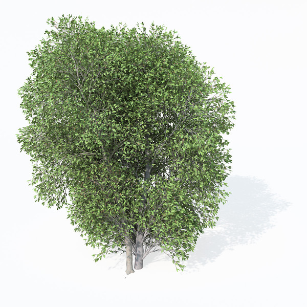 pussy willow planted 3d model - XfrogPlants Pussy Willow by xfrog