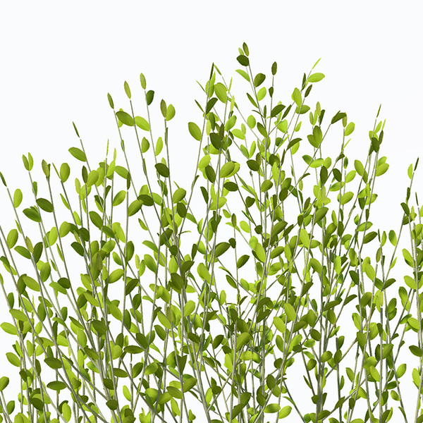 pussy willow planted 3d model - XfrogPlants Pussy Willow by xfrog