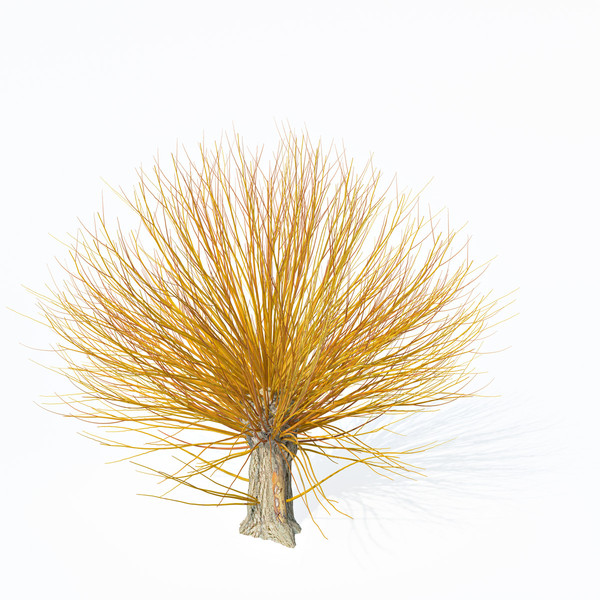 3ds golden willow - Golden Willow by xfrog