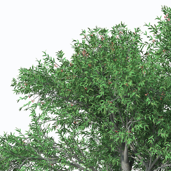 service tree 3d model - XfrogPlants Service Tree by xfrog