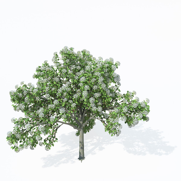 3d wild service tree planted model - XfrogPlants Wild Service Tree by xfrog