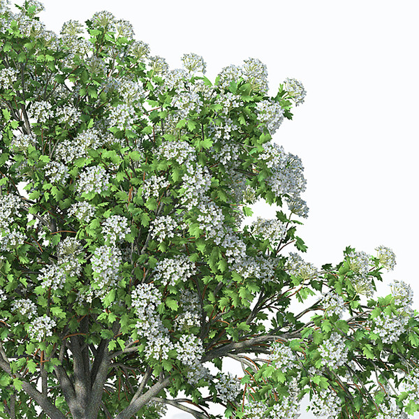 3d wild service tree planted model - XfrogPlants Wild Service Tree by xfrog