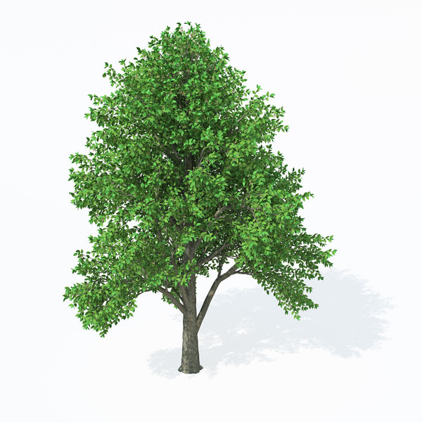 3d european white elm europe - XfrogPlants European White Elm by xfrog