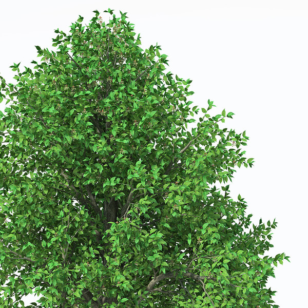 3d european white elm europe - XfrogPlants European White Elm by xfrog