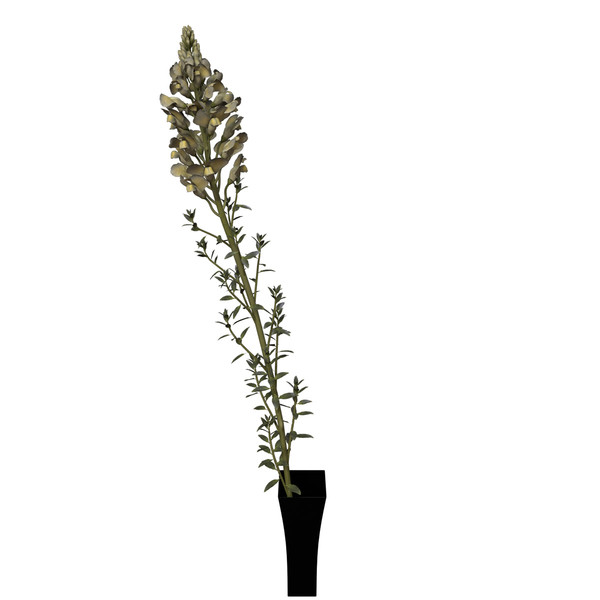 3d model snapdragon plant flowers - XfrogPlants Snapdragon by xfrog