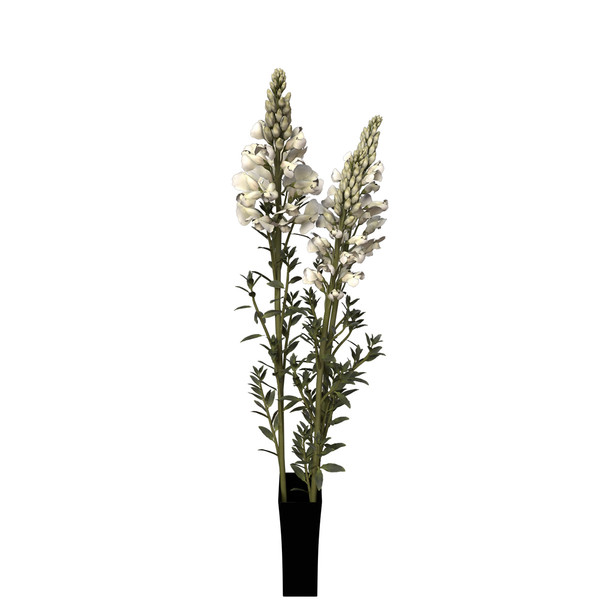 3d model snapdragon plant flowers - XfrogPlants Snapdragon by xfrog
