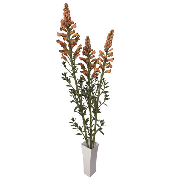 3d model snapdragon plant flowers - XfrogPlants Snapdragon by xfrog