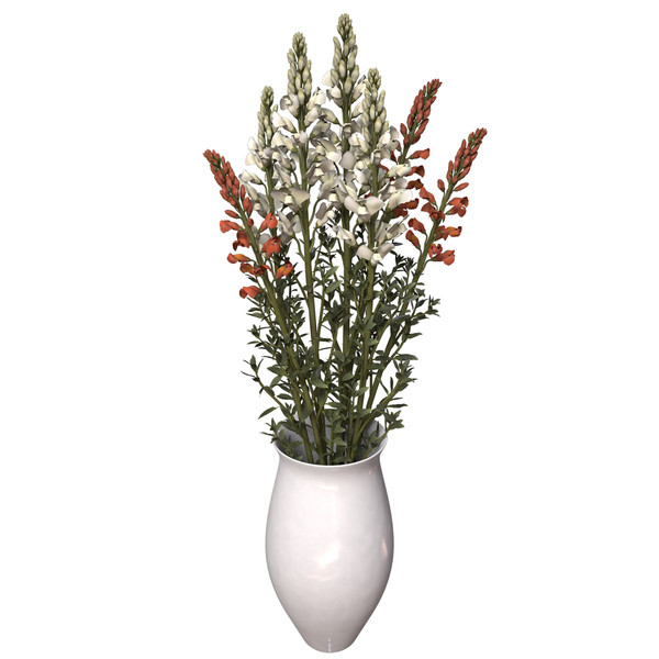 3d model snapdragon plant flowers - XfrogPlants Snapdragon by xfrog