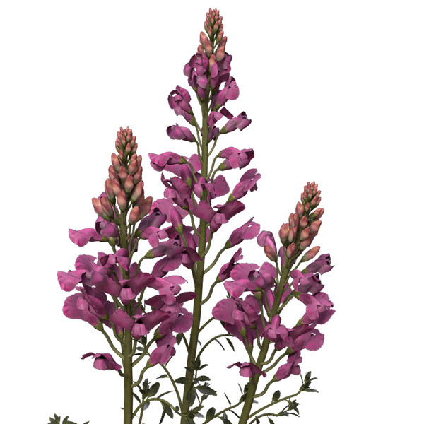 3d model snapdragon plant flowers - XfrogPlants Snapdragon by xfrog