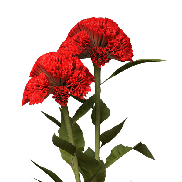 3d coxcomb plants flowers - XfrogPlants Coxcomb by xfrog