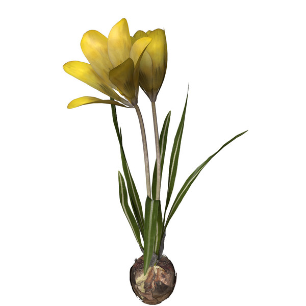 max crocus flowers plant - XfrogPlants Crocus by xfrog