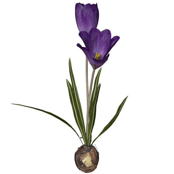 max crocus flowers plant - XfrogPlants Crocus by xfrog